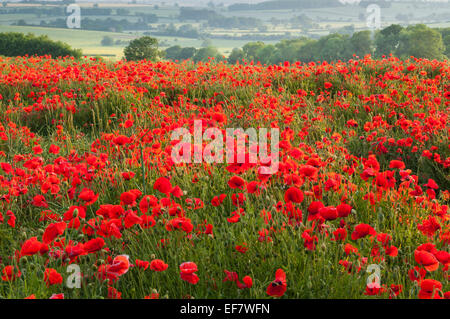 Douce soirée la lumière sur une série de coquelicots rouge vif parmi la campagne près de Brixworth, Northamptonshire, Angleterre. Banque D'Images