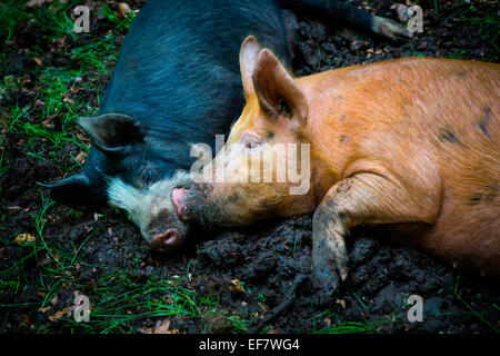 Gamme de porc berkshire et porc tamworth lying together dans la boue Banque D'Images