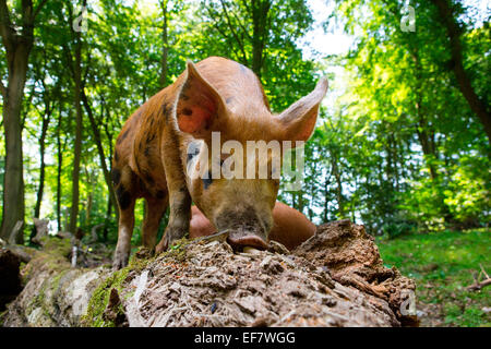 Gamme de porc tamworth juvénile en tronc de l'arbre de la forêt d'enracinement Banque D'Images