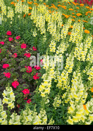 Antirrhinum, le calendula et la plantation de géranium dans frontière Jardin Banque D'Images