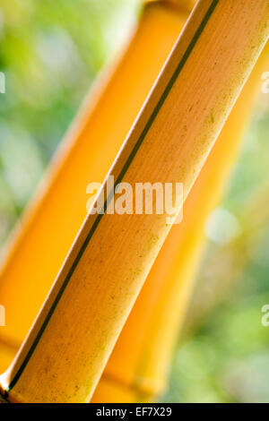 Tiges de bambou - Phyllostachys aureosulcata f. spectabilis Banque D'Images