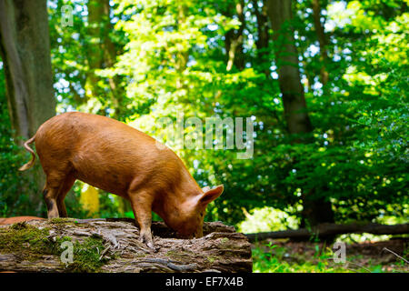 Gamme de porc tamworth juvénile en tronc de l'arbre de la forêt d'enracinement Banque D'Images