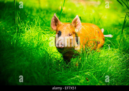 Gamme de porc tamworth juvénile l'itinérance dans l'herbe au soleil Banque D'Images