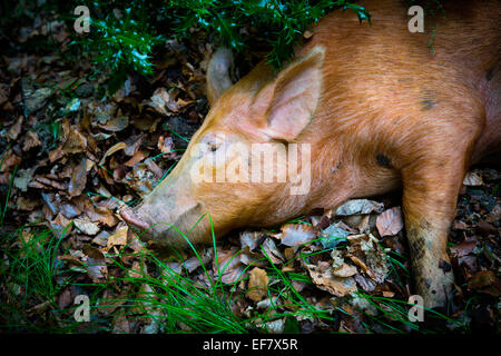 Free Range porc tamworth allongé sur les feuilles d'automne dans les bois Banque D'Images