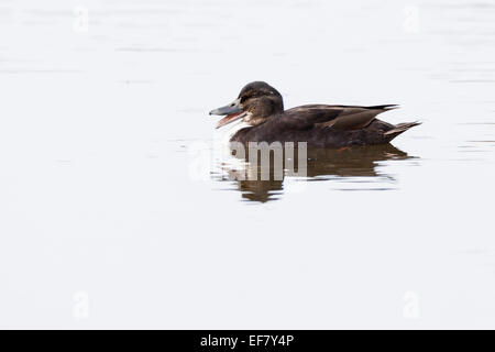 Le Canard colvert (Anas platyrhynchos).Wild Bird dans un habitat naturel. Banque D'Images