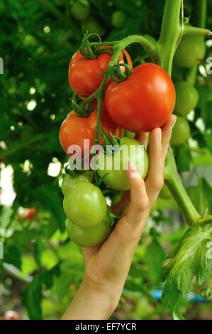 Women's arm holding succursale de rouge mûre et tomates vertes Banque D'Images