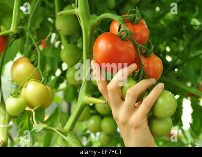 Women's arm holding succursale de rouge mûre et tomates vertes Banque D'Images