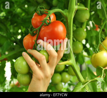 Women's arm holding succursale de rouge mûre et tomates vertes Banque D'Images