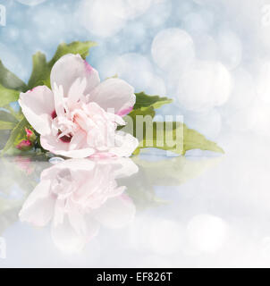 L'image de rêve d'un rose clair Althea Hibiscus flower avec réflexion Banque D'Images