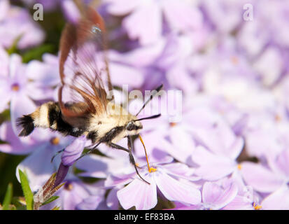 Sésie du colibri, Hemaris thysbe, se nourrissant de phlox violet fleurs au début du printemps Banque D'Images