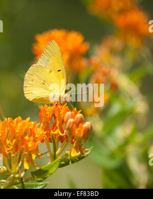 Assombri papillon se nourrit de Butterflyweed Banque D'Images