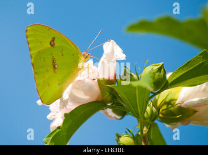 Ciel jaune papillon sur fleur Althea contre le ciel bleu Banque D'Images