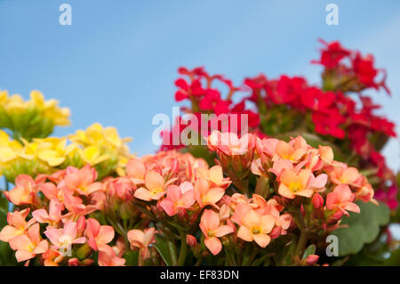 Un rouge vif, jaune et fleurs de couleur saumon Flaming Katy, Noël Kalanchoe, contre un ciel bleu Banque D'Images