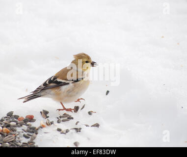 Beau Chardonneret jaune peeling un tournesol dans son projet de loi, sur la neige Banque D'Images