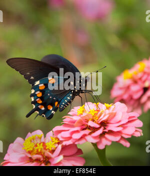 Papillon vert sur double Zinnia rose Banque D'Images