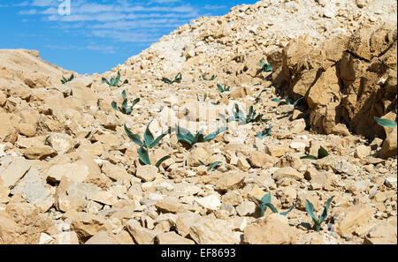 Les tulipes sur les rochers près de la Mer Morte. Israël. Banque D'Images