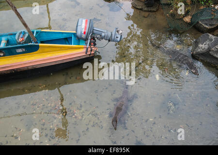 Contrôle de l'eau Asie natation dans les eaux à Donaduwa village port de pêche au sud de la plage de Hikkaduwa, Sri Lanka Banque D'Images