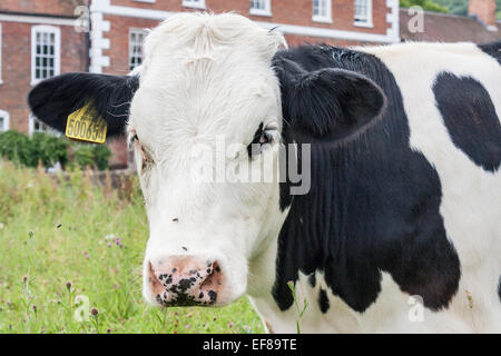 Close up de vache frisonne avec étiquettes d'oreilles. Banque D'Images