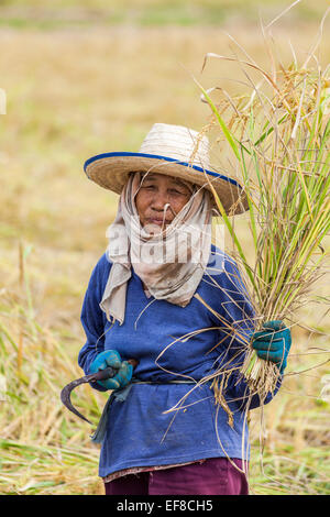 Femme thaïlandaise locale travailler comme manoeuvre de la récolte du riz par des méthodes traditionnelles à la main à partir d'une rizière à la ferme en milieu rural, au nord de Chiang Rai en Thaïlande Banque D'Images