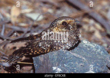 Whip-poor-will Caprimulgus vociferus - - femelle Banque D'Images