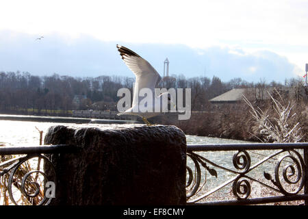 Happy landing une mouette solitaire partie de la beauté des paysages de la Niagara Falls par une froide matinée d'hiver au Canada Banque D'Images