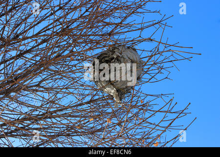 La découverte dans un faible angle tourné un nid d'abandonnées dans les branches d'un arbre sur un matin d'hiver bleu au Canada Banque D'Images