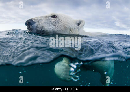 Le Canada, le territoire du Nunavut, Repulse Bay,sous-vue de l'ours polaire (Ursus maritimus) baignade dans la baie d'Hudson près de Harbour Islan Banque D'Images