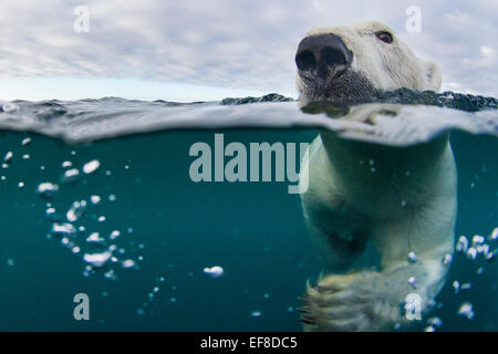 Le Canada, le territoire du Nunavut, Repulse Bay,sous-vue de l'ours polaire (Ursus maritimus) baignade dans la baie d'Hudson près de Harbour Islan Banque D'Images