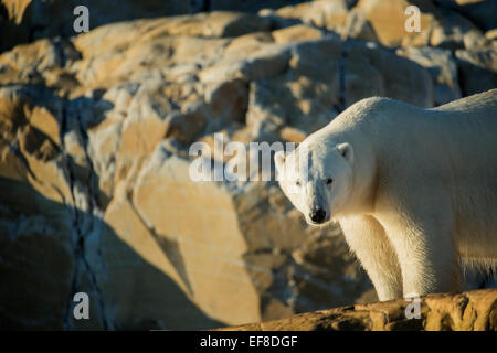 Le Canada, le territoire du Nunavut, l'ours polaire debout sur rive rocheuse de En Îles le long de la Baie d'Hudson au coucher du soleil, le soir d'été Banque D'Images