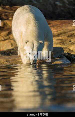 Le Canada, le territoire du Nunavut, l'ours polaire à gué en eau peu profonde le long des berges rocheuses en îles le long de la Baie d'Hudson, à soleils Banque D'Images