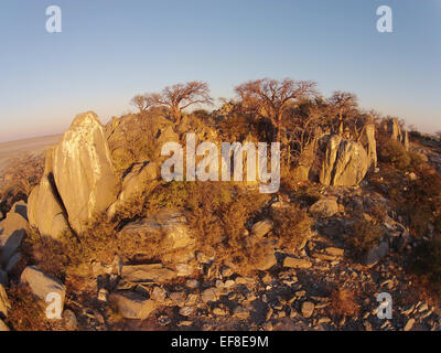 L'Afrique, Botswana, vue aérienne de coucher du soleil la lumière sur les Baobabs au sommet rocheux de granit à sec de Kubu Island dans Makgadikgadi Pan dans Banque D'Images