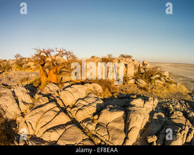 L'Afrique, Botswana, vue aérienne de coucher du soleil la lumière sur les Baobabs au sommet rocheux de granit à sec de Kubu Island dans Makgadikgadi Pan dans Banque D'Images