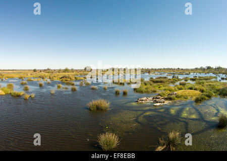 L'Afrique, Botswana, Moremi, vue aérienne de l'Hippopotame (Hippopotamus amphibius) dans les zones humides du delta de l'Okavango Banque D'Images