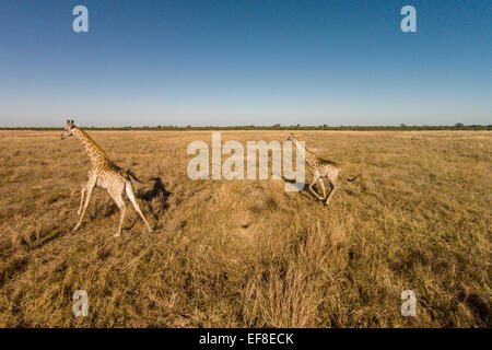 L'Afrique, Botswana, Chobe National Park, vue aérienne des girafes (Giraffa camelopardalis) s'exécutant dans Savuti Marsh au coucher du soleil à Oka Banque D'Images