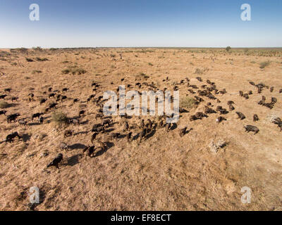 L'Afrique, Botswana, Chobe National Park, vue aérienne du troupeau de buffle (Syncerus caffer) dans la région de Savuti Marsh au coucher du soleil en Okavan Banque D'Images