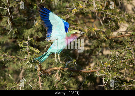 L'Afrique, Botswana, Moremi, Lilac-Breasted (Coracias caudata) Rouleau les ailes battantes qu'il atterrit sur son d'acacia épineux Banque D'Images