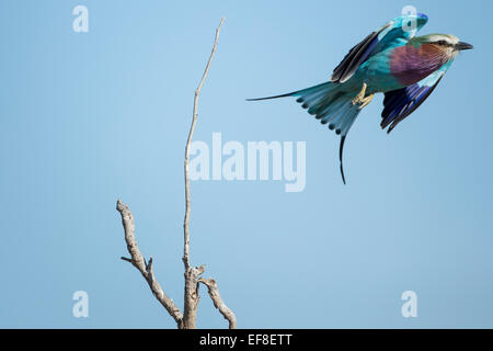 L'Afrique, Botswana, Moremi, Lilac-Breasted (Coracias caudata) Rouleau prend son envol à partir de la mort, l'arbre en direction d'Okavango Banque D'Images