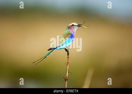 L'Afrique, Botswana, Chobe National Park, Lilac-Breasted (Coracias caudata) Rouleau sauterelle détient dans son projet de loi tout en vous reposant à S Banque D'Images