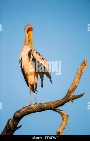 L'Afrique, Botswana, Moremi, bec jaune Stork (Mycteria ibis) se percher à l'aube sur la branche d'arbre mort Banque D'Images