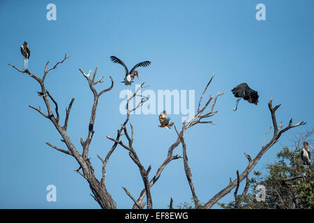 L'Afrique, Botswana, Moremi, cigognes Marabout (crumeniferus Flamant rose (Phoenicopterus ruber) s'envolent à l'approche de l'Aigle (Aquila Banque D'Images