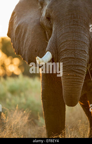 L'Afrique, Botswana, Moremi, Setting sun lights African Elephant (Loxodonta africana) se nourrissent de la végétation dans Okavang Banque D'Images