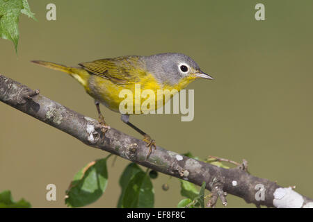 Nashville Warbler Vermivora ruficapilla - - femelle Banque D'Images