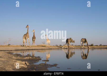 L'Afrique, Botswana, Chobe National Park, Troupeau de Girafe (Giraffa camelopardalis) de l'alcool à bord de l'eau dans le trou du carter Marabou Sa Banque D'Images