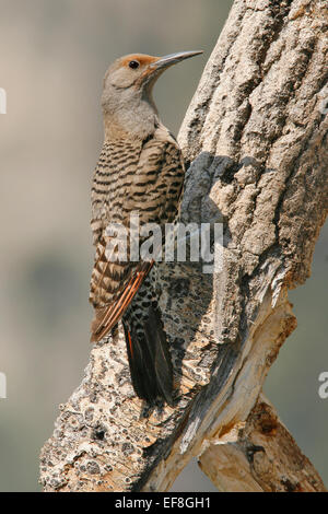 Le Pic flamboyant (Red-shafted race) - Colaptes auratus - femelle Banque D'Images