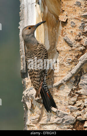 Le Pic flamboyant (Red-shafted race) - Colaptes auratus - femelle Banque D'Images