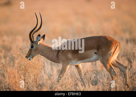 L'Afrique, Botswana, Chobe National Park, mâle adulte Impala (Aepyceros melampus) marcher dans l'herbe sèche dans la région de Savuti Marsh en Okav Banque D'Images