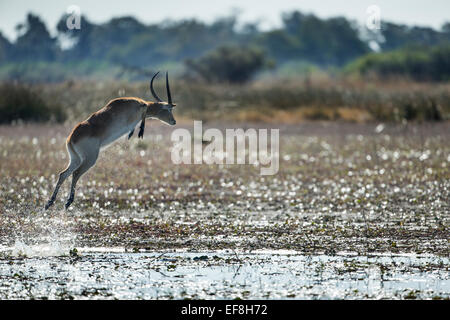 L'Afrique, Botswana, Moremi, cobes Lechwes rouges (Kobus leche) sautant partout channel dans les terres humides de l'Okavango Delta Banque D'Images