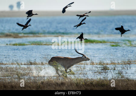 L'Afrique, Botswana, Chobe National Park, cobes Lechwes rouges (Kobus leche) passant par troupeau d'oies égyptiennes le long de rives de Chobe Riv Banque D'Images