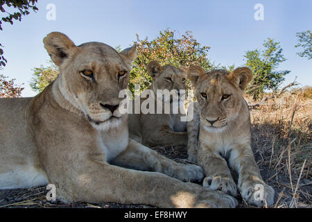 L'Afrique, Botswana, Chobe National Park, grand angle vue de lionne et cub (Panthera leo) reposant près de l'appareil photo à distance en vertu de l'acacia Banque D'Images