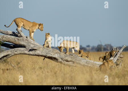 L'Afrique, Botswana, Chobe National Park, Lionne(Panthera leo) et d'oursons d'escalade sur renversé dead acacia dans Savuti Marsh Banque D'Images